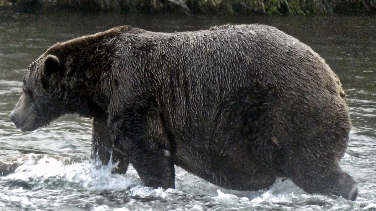 Oso pardo corpulento caminando de perfil por agua corriente