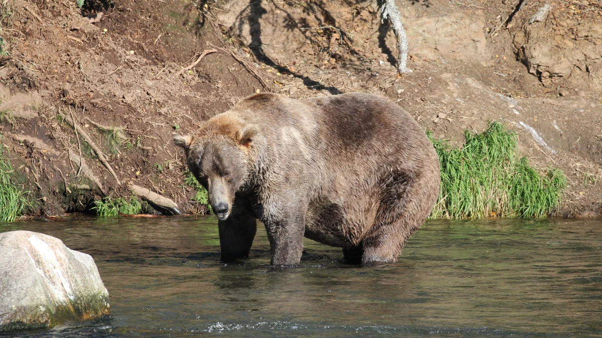 Oso pardo robusto de pie en un río poco profundo junto a la orilla