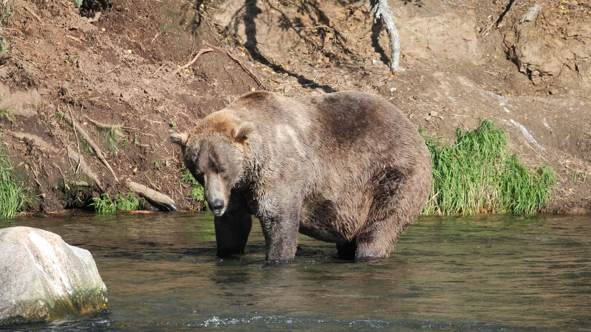 Urso-pardo robusto parado em um rio raso junto à margem