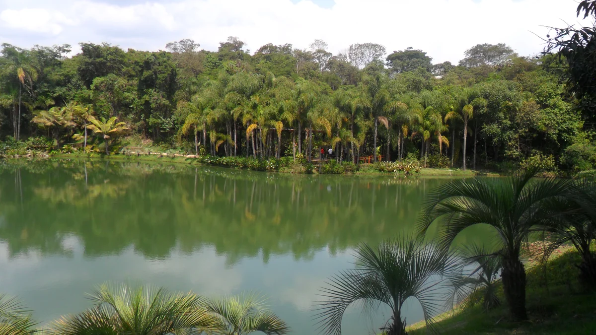 Plan d’eau face à des palmiers et à une végétation dense à l’Instituto Inhotim