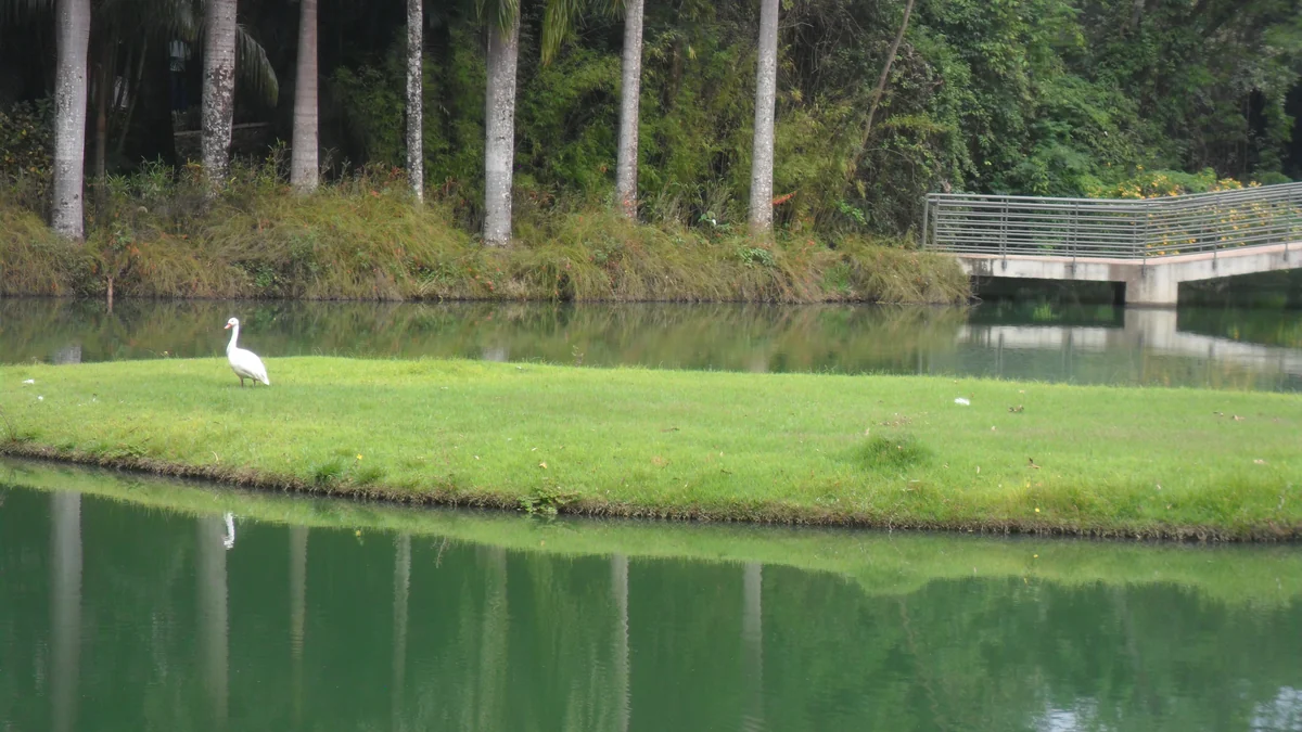 Oiseau blanc sur une bande de pelouse entre deux plans d’eau, avec un pont à l’arrière-plan