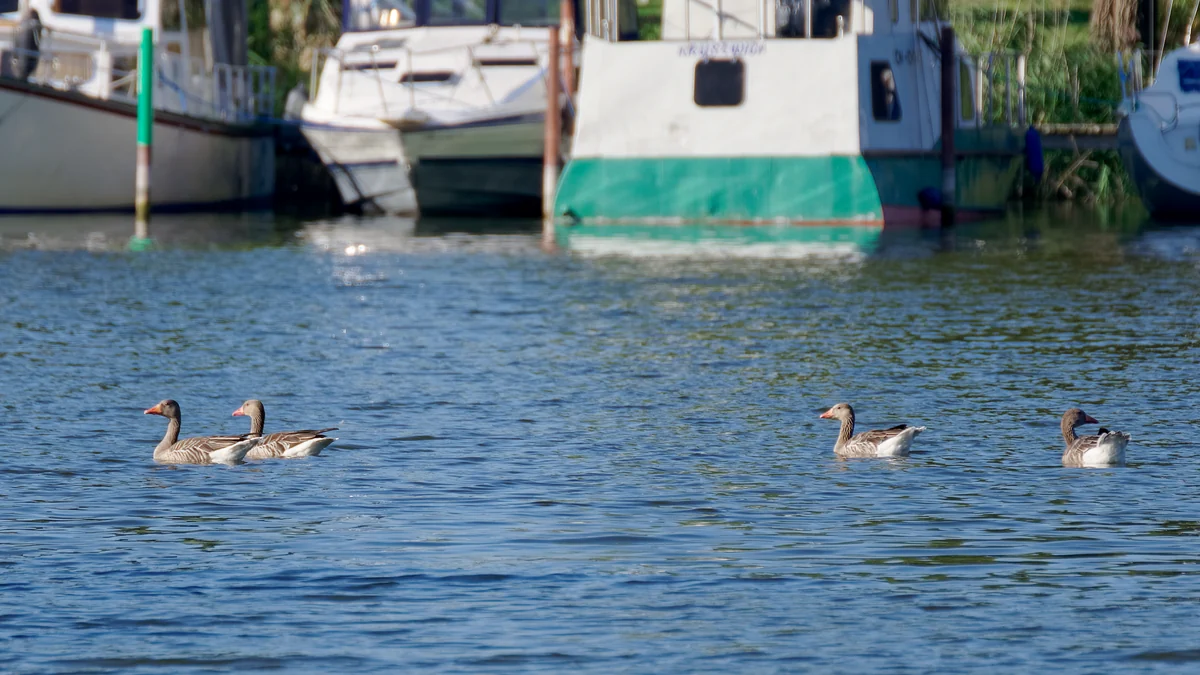 Quatre oies nagent sur un lac devant des bateaux amarrés le long de la rive.