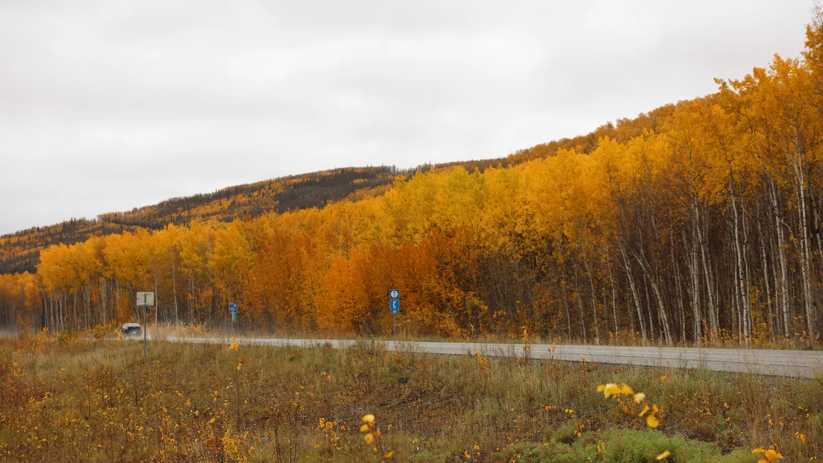Highway bordered by yellow autumn trees with a car in the distance
